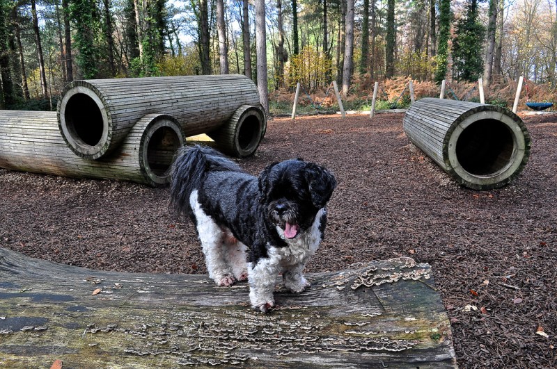 The Hound at play in Creech Wood