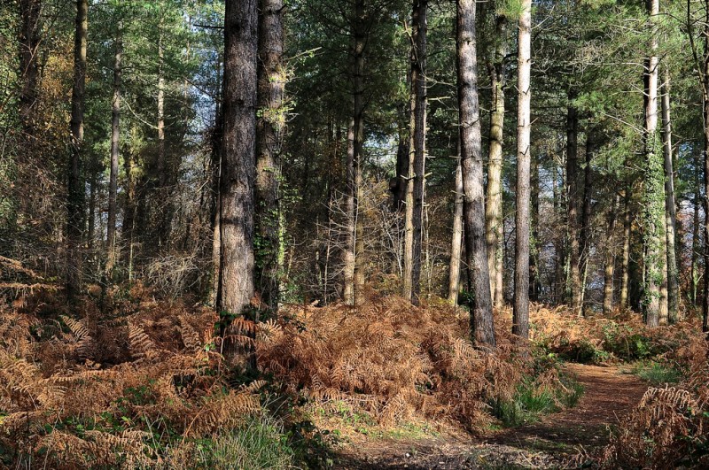 Firs and ferns in Creech Wood