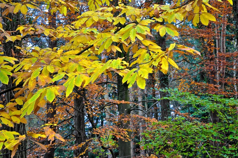 Autumn comes to Creech Wood