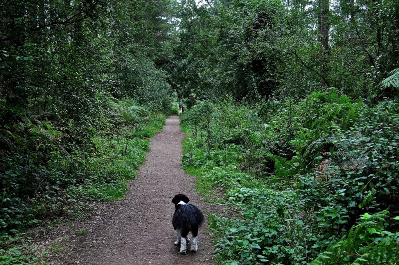 Creech Wood, Forest of Bere, Hampshire - with The Hound