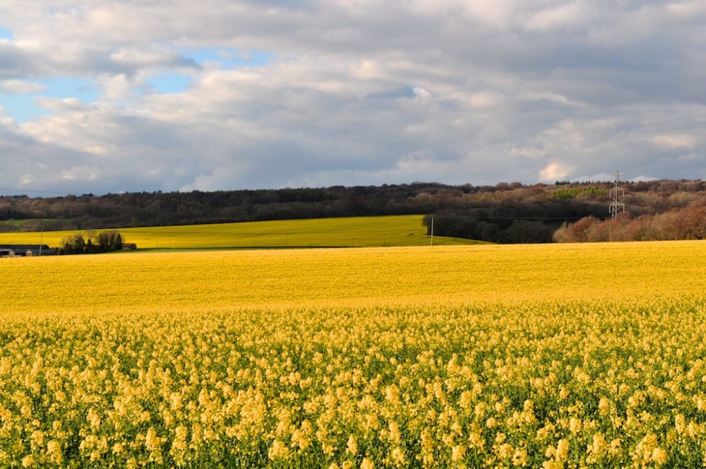 Chalton Lane, Clanfield, Hampshire