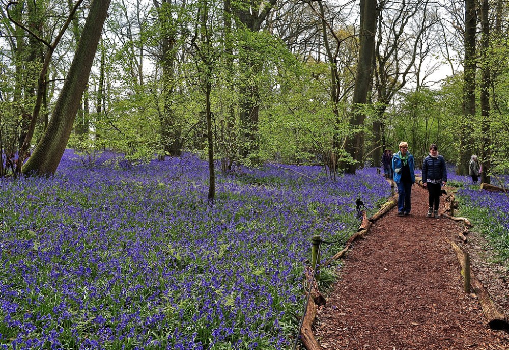 Bluebell walk, Little Wix Wood