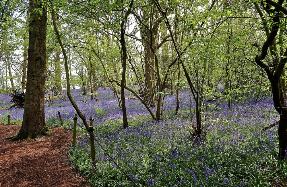 Bluebell walk, Little Wix Wood