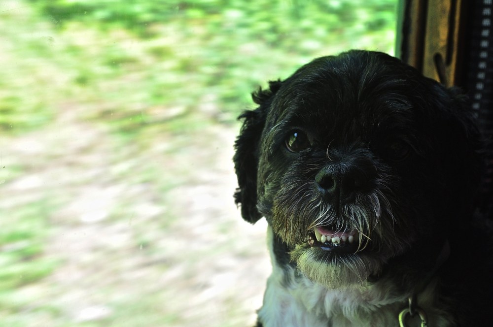 The Hound onboard The Watercress Line