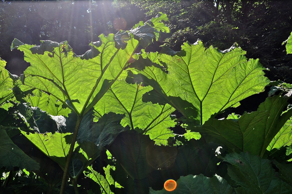 Shanklin Chine, Isle of Wight