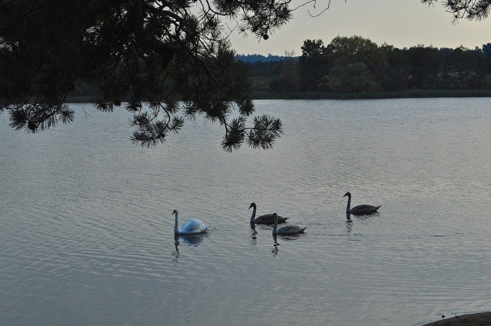 Frensham Little Pond, Surrey