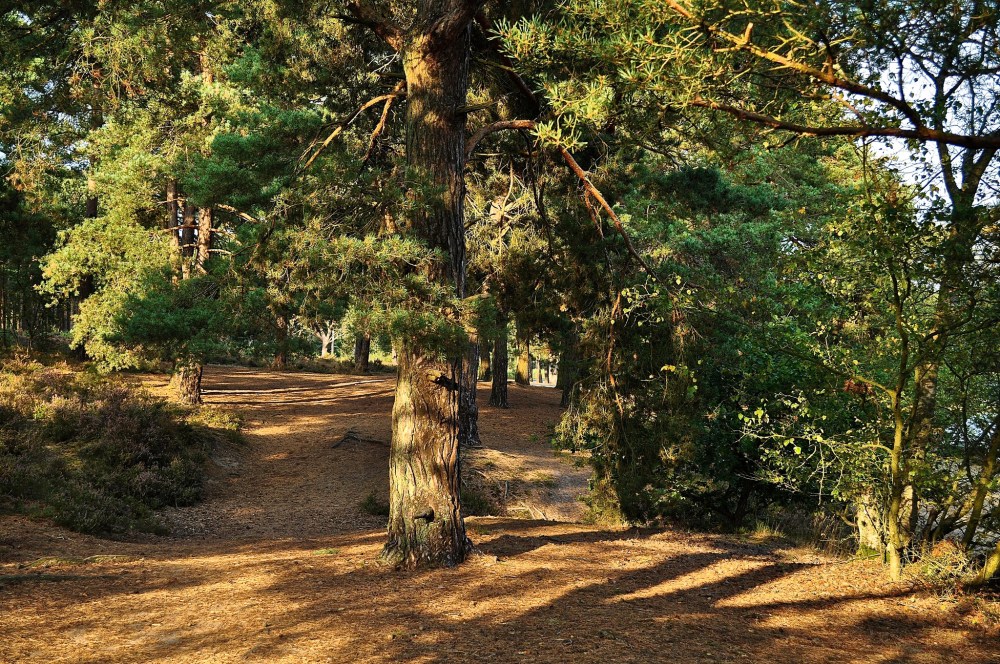Frensham Little Pond, Surrey