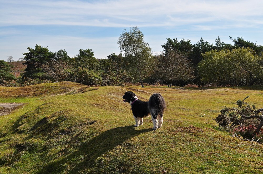 Frensham Great Pond, Surrey