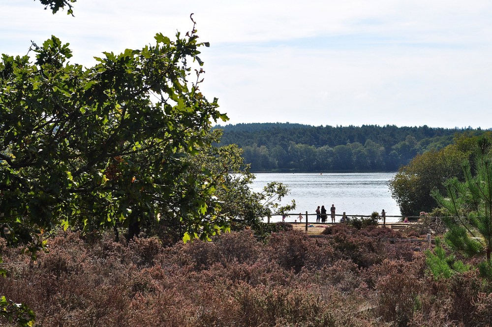 Frensham Great Pond, Surrey