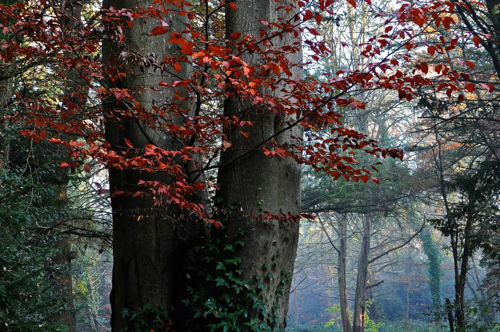 11322589923_759fa2a290_k