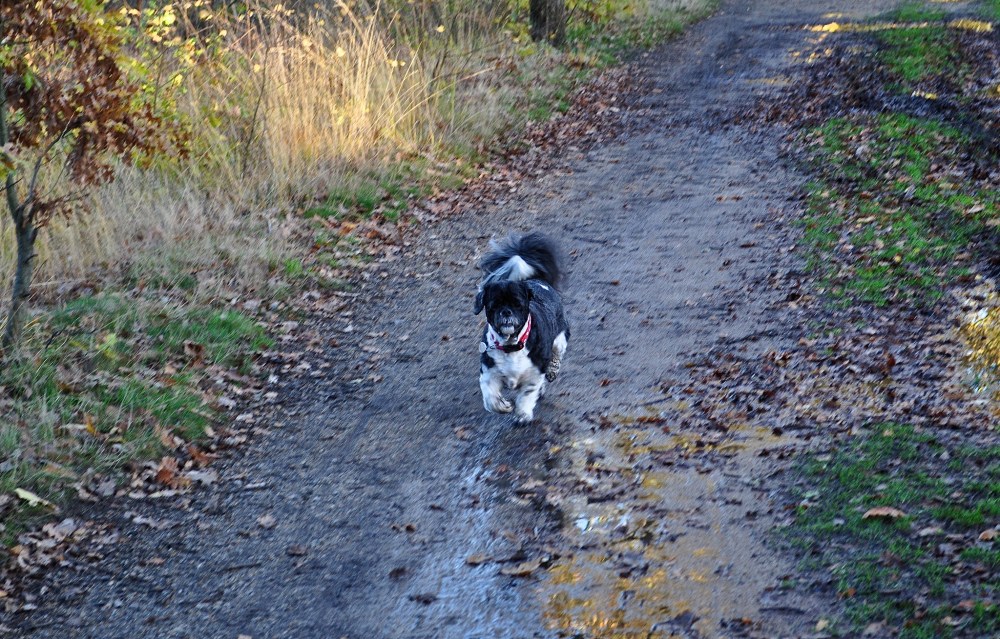 The Hound in Wimbledon Common