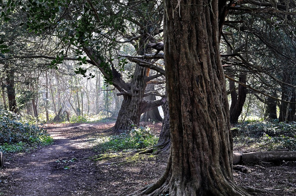 15571484269_5717b4ebc8_k