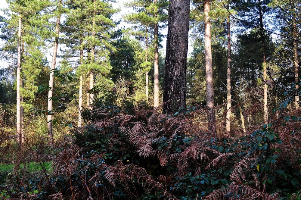 West Walk, Hampshire, England