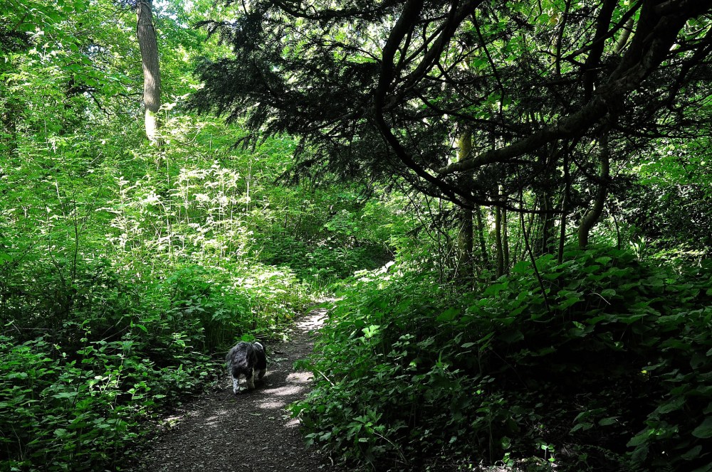 Park Wood, Waterlooville, Hampshire