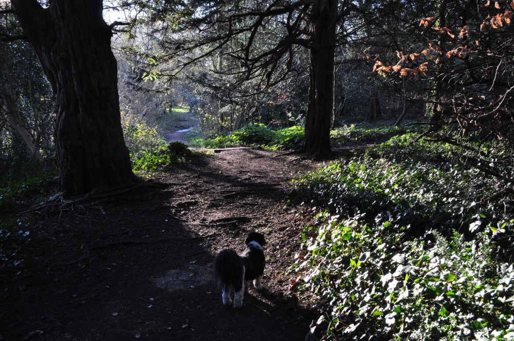 Park Wood, Waterlooville, Hampshire
