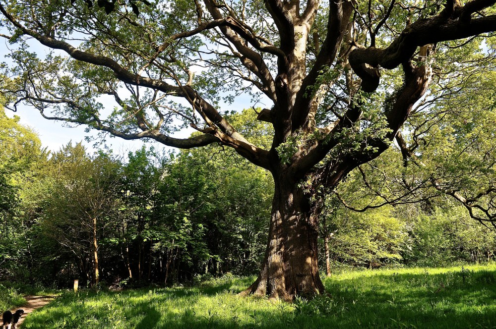 Park Wood, Waterlooville, Hampshire