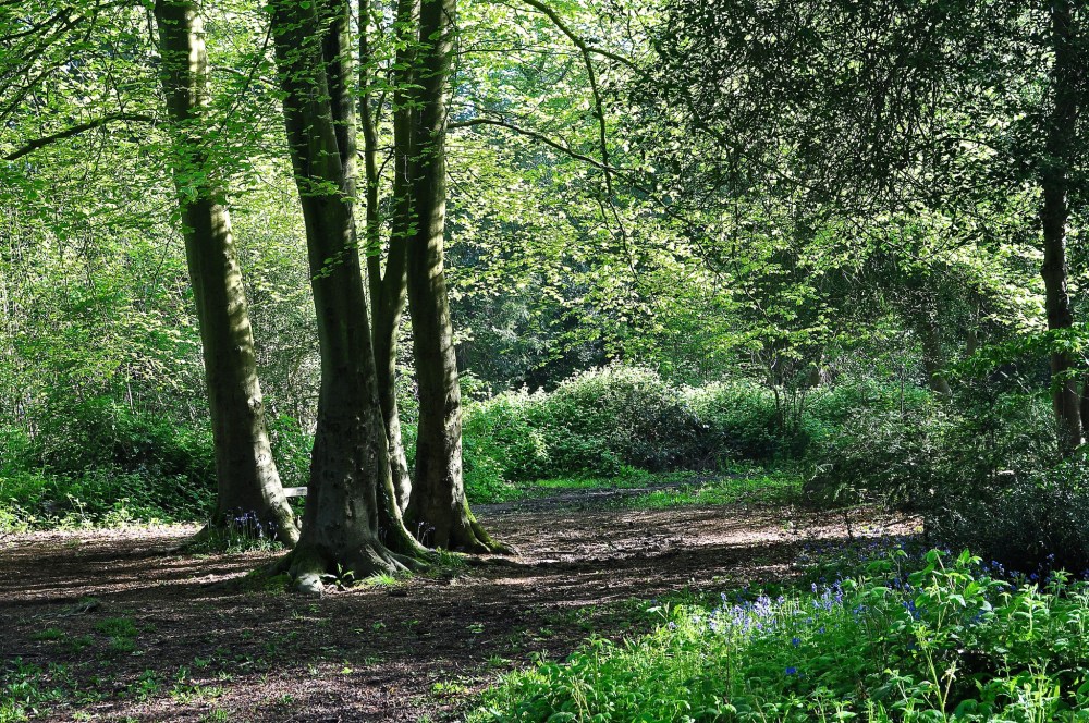 Park Wood, Waterlooville, Hampshire