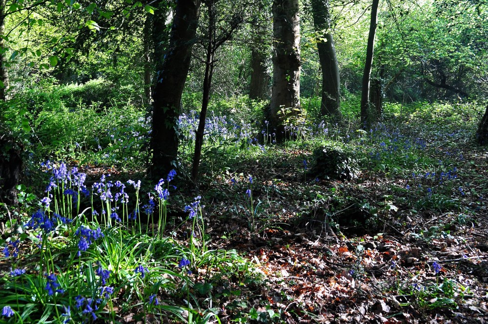 Park Wood, Waterlooville, Hampshire