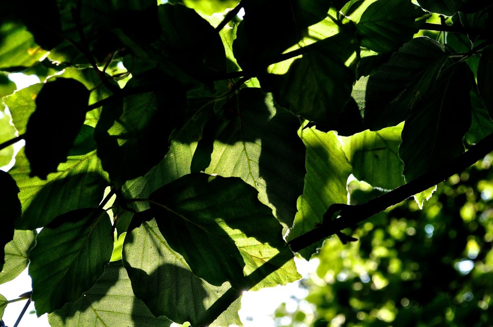 9311151754_858f82cd05_k