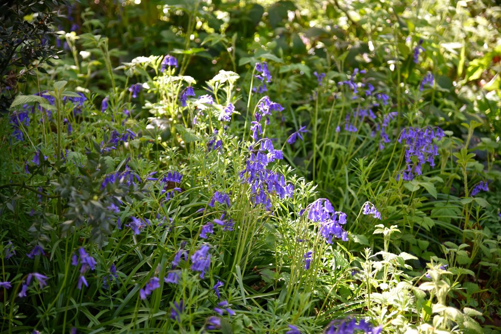 Bluebells, Park Wood, Hampshire