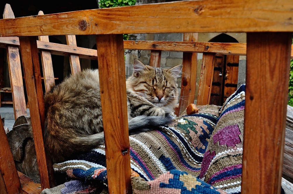 Baku resident by Sue Lowry