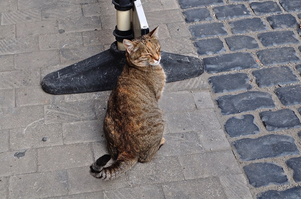 Baku resident by Sue Lowry