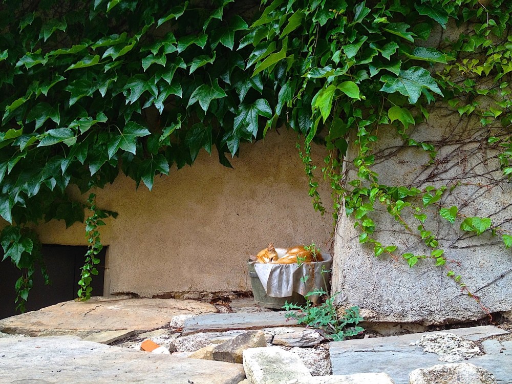 Cordes-sur-Ciel resident by Sue Lowry