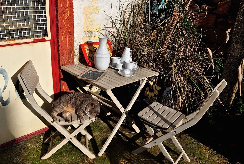 Vallauris resident, French Riviera by Sue Lowry