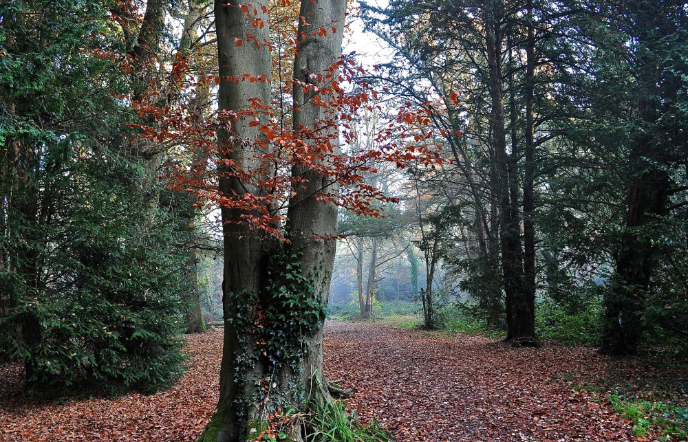 11322752864_f129bfd09a_k