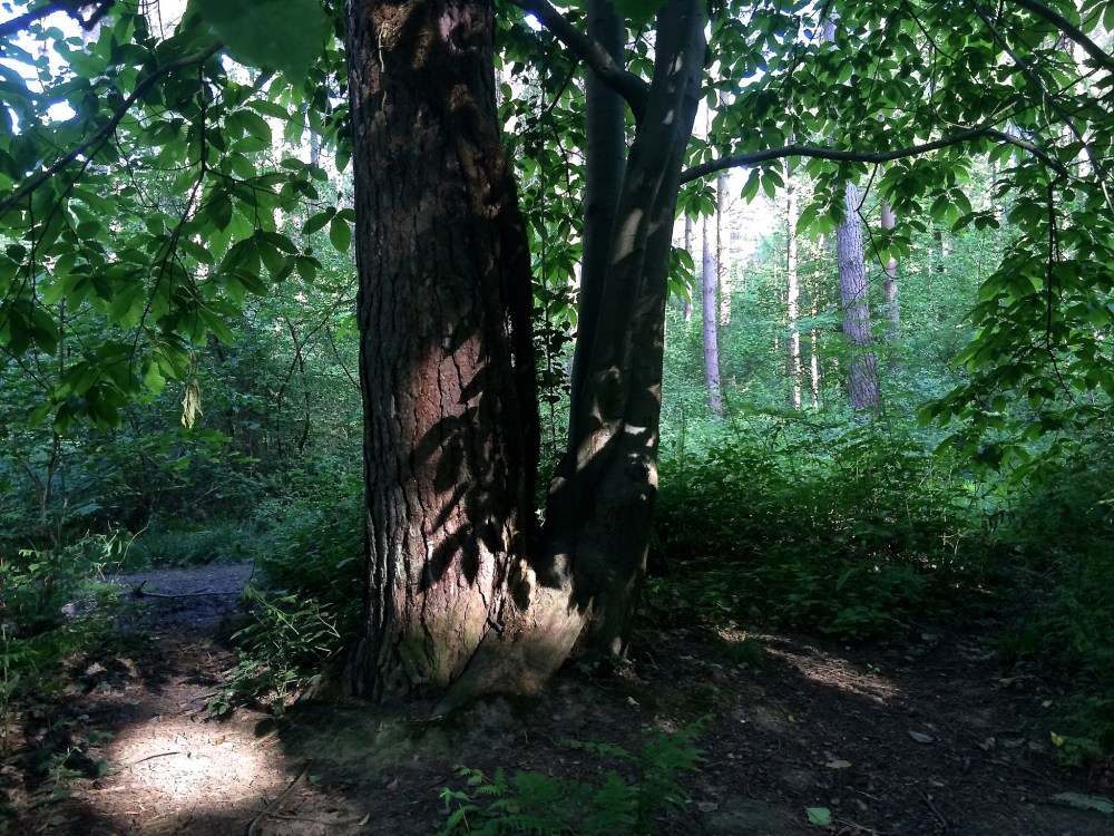 The Forest of Bere by Sue Lowry