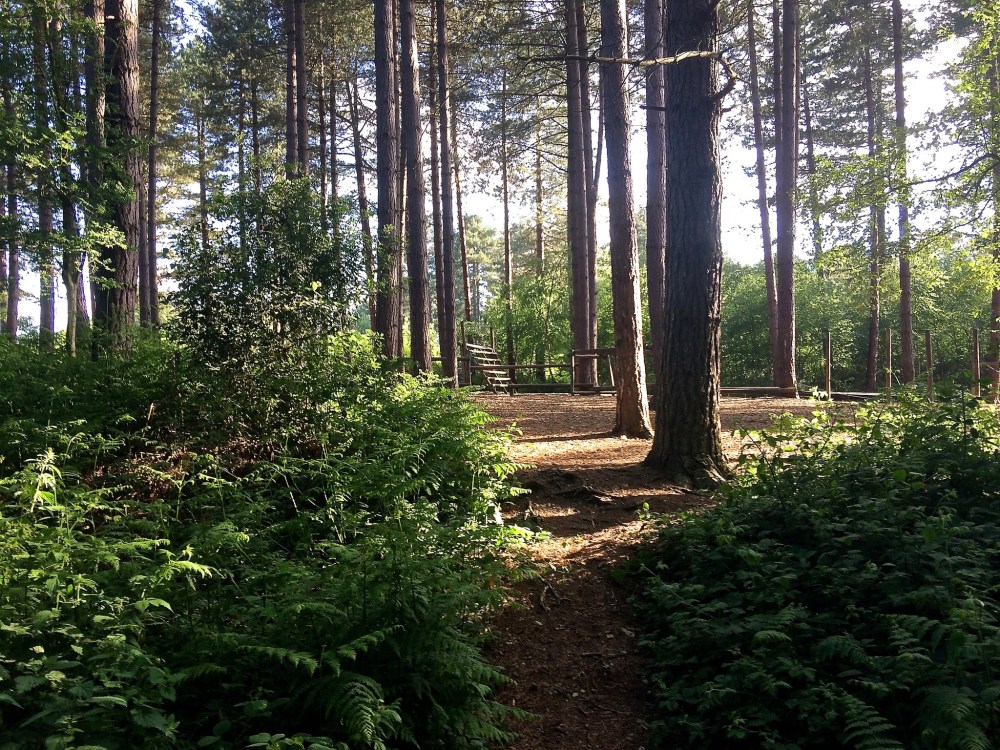 The Forest of Bere by Sue Lowry