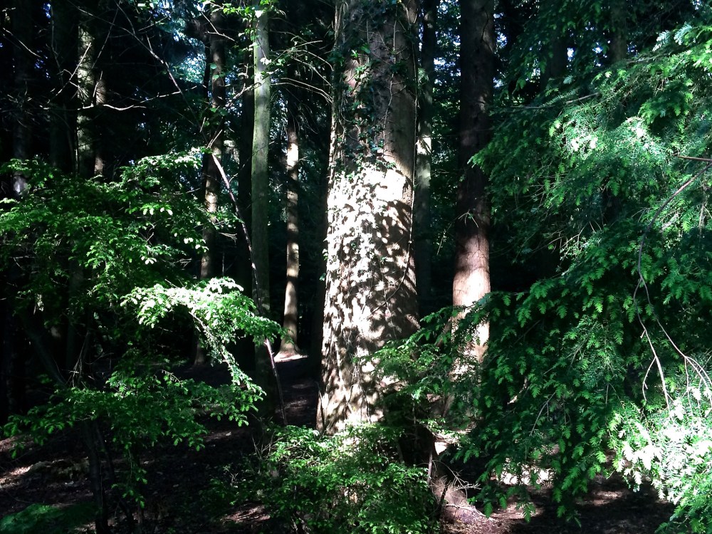 The Forest of Bere by Sue Lowry