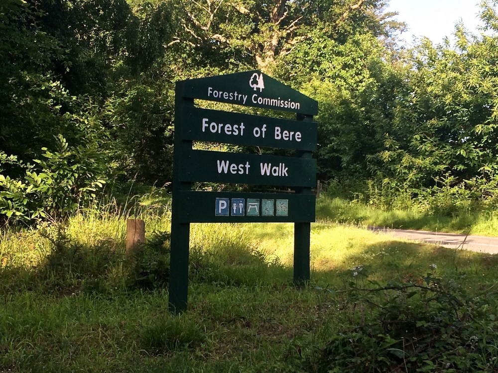 The Forest of Bere by Sue Lowry