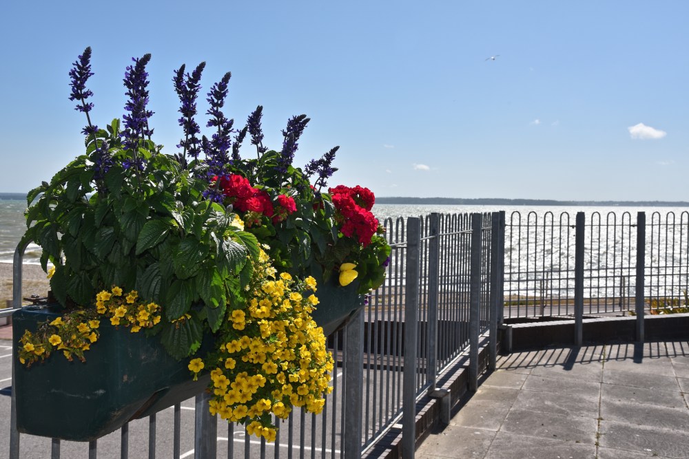 19523234436_fe35a090b0_k