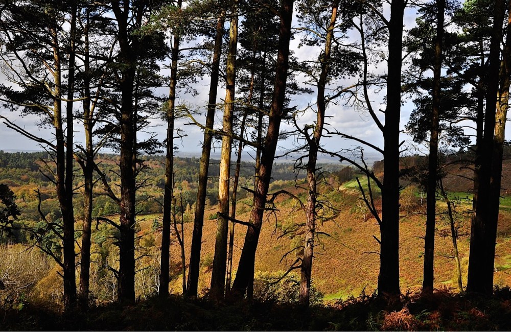 Hindhead Commons, Surrey by Sue Lowry