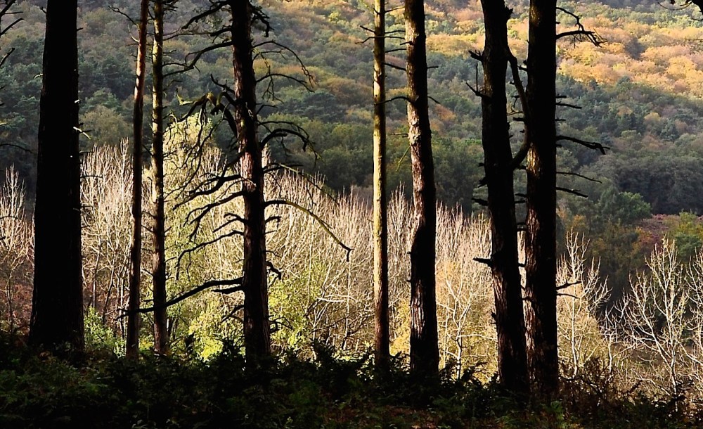 Hindhead Commons, Surrey by Sue Lowry