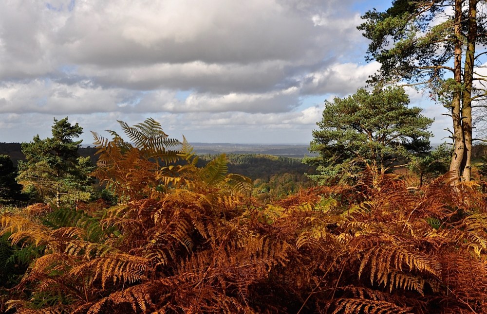 Hindhead Commons, Surrey by Sue Lowry