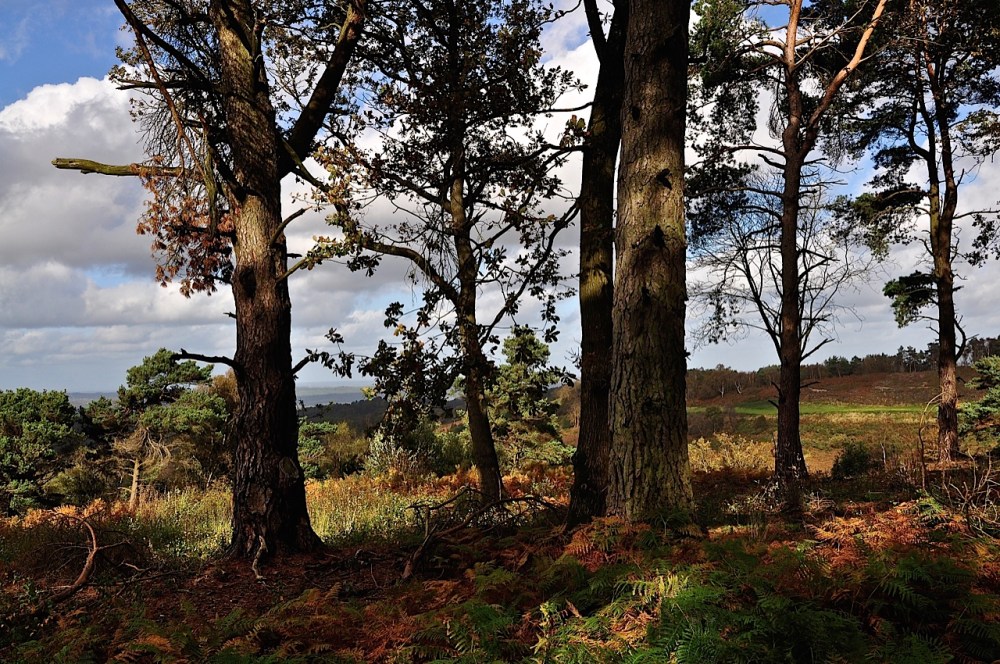Hindhead Commons, Surrey by Sue Lowry