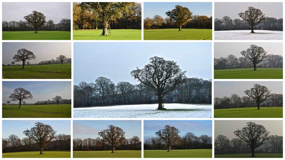 Petersfield Tree 2