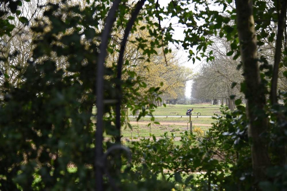 Richmond Park by Sue Lowry