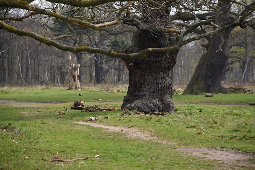 Richmond Park by Sue Lowry