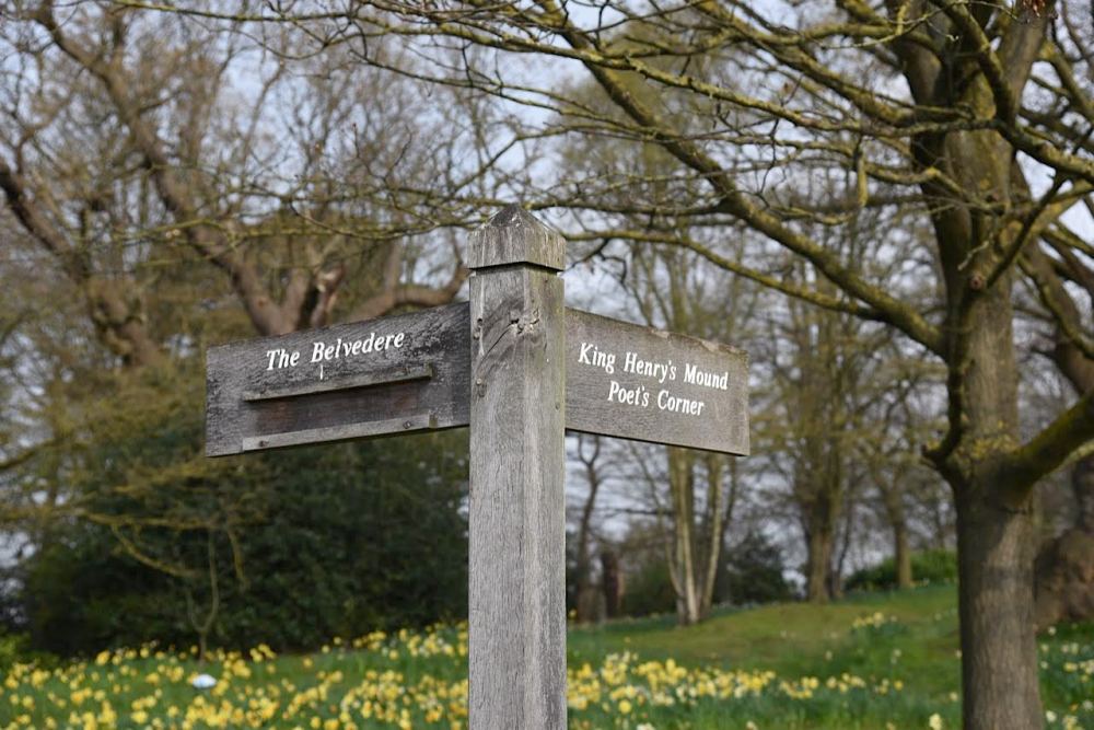 Richmond Park by Sue Lowry