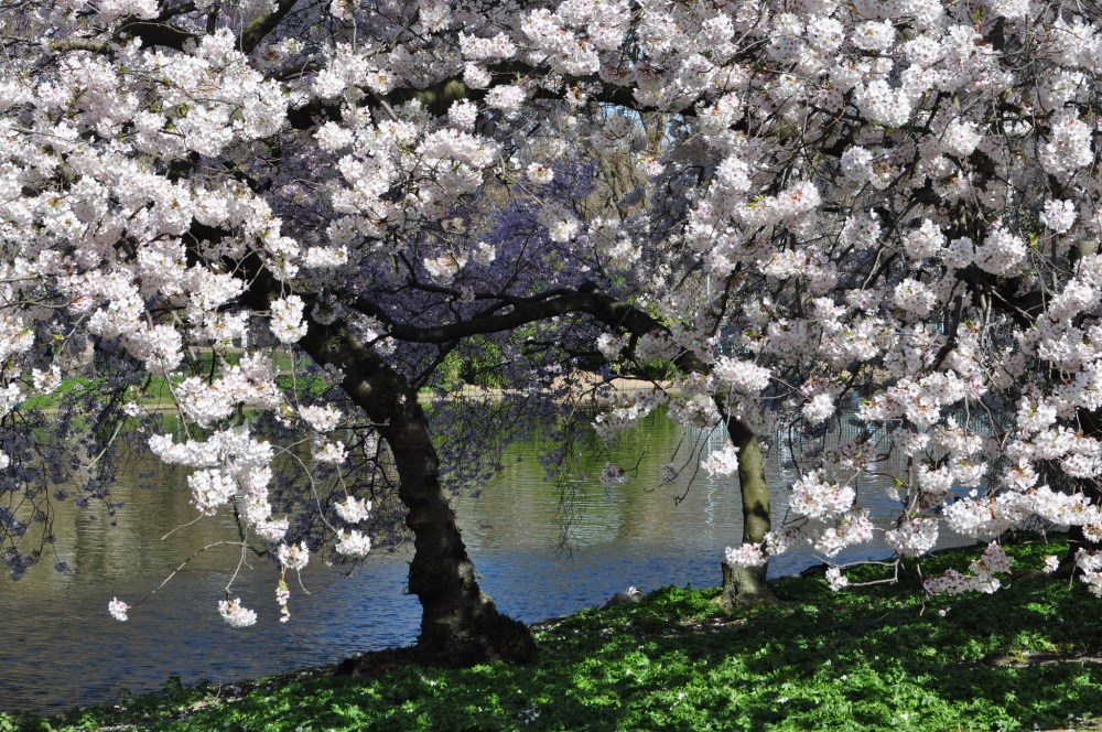 Cherry blossom in St James's Park by Sue Lowry