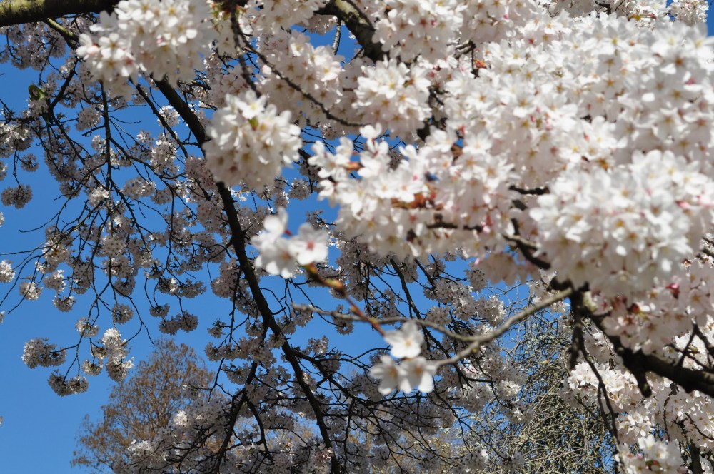 Cherry blossom in St James's Park London by Sue Lowry