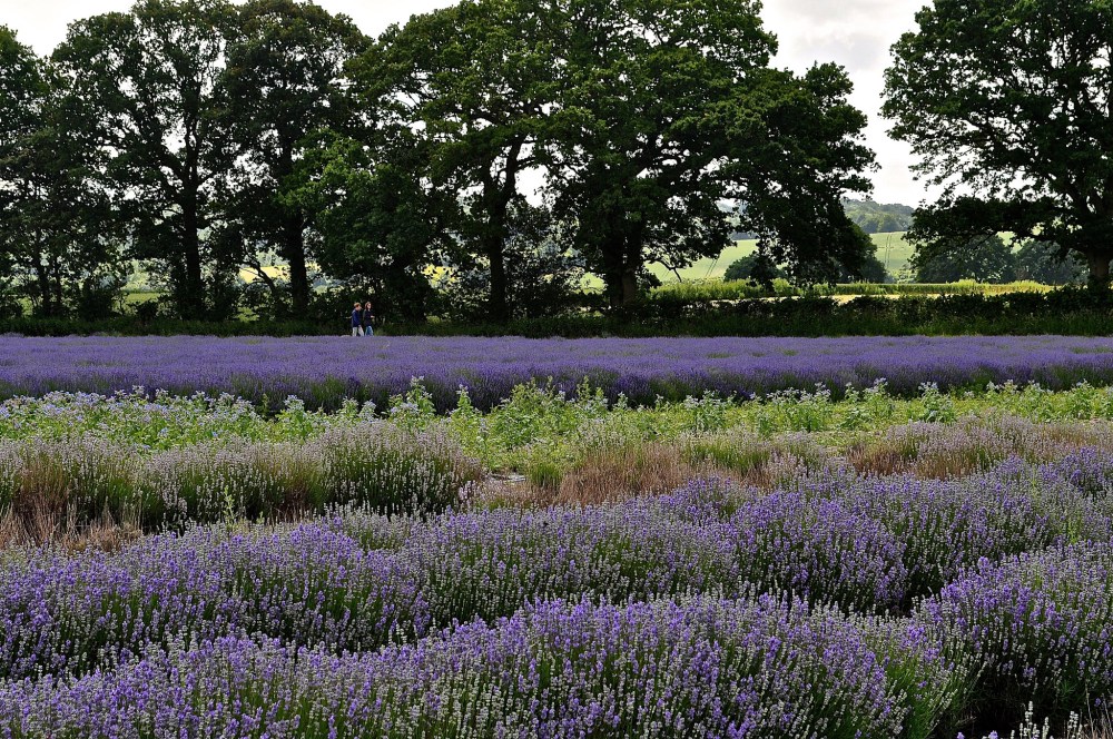 Lavender Fields Hampshire by Sue Lowry