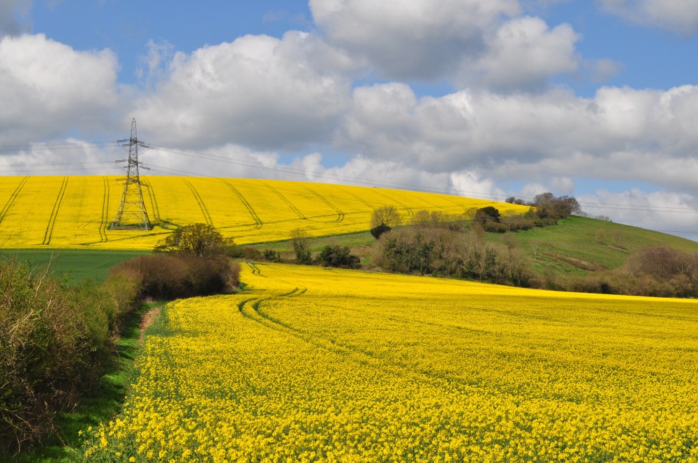 Rapeseed fields in Hampshire by Sue Lowry