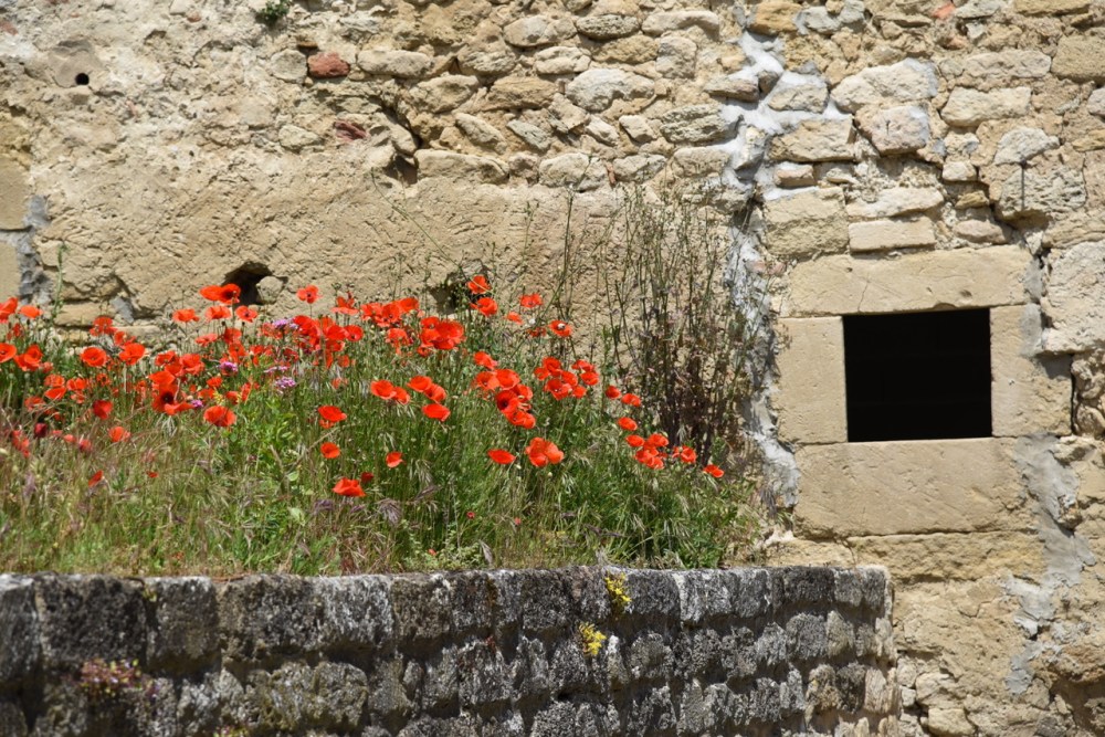 The significance of the red poppy - copyright Sue Lowry