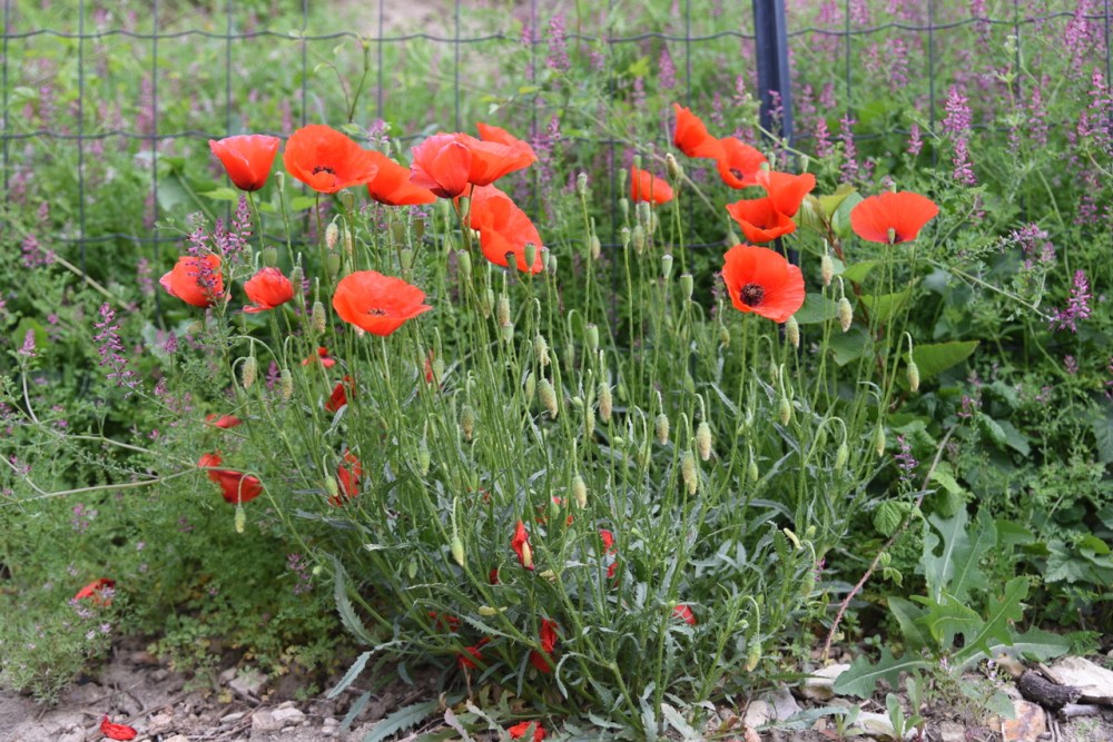 The significance of the red poppy - copyright Sue Lowry